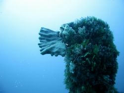 South Africa, Hout Bay. Aster Wreck dive. Corals & sponge... by Frank Richardson 